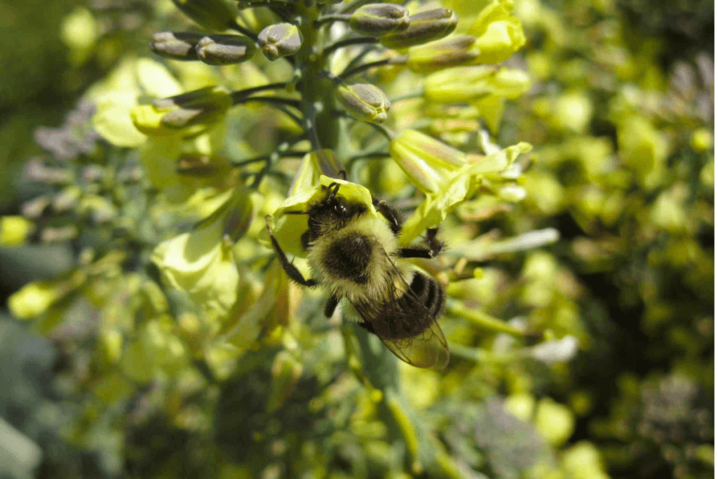 Prairies fleuries pour les pollinisateurs le long du ruisseau Beloeil - Groupe ProConseil