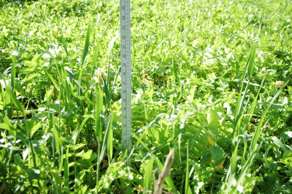 Équivalent en azote minéral d’un engrais vert pour le maïs selon la période d'incorporation - Groupe ProConseil Équivalent en azote minéral d’un engrais vert pour le maïs selon la période d'incorporation - Groupe ProConseil
