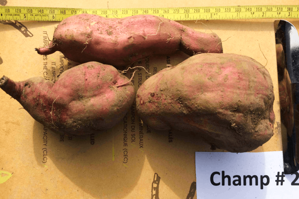 Essais de régies et de cultivars de patate douce en régie bio - Groupe ProConseil