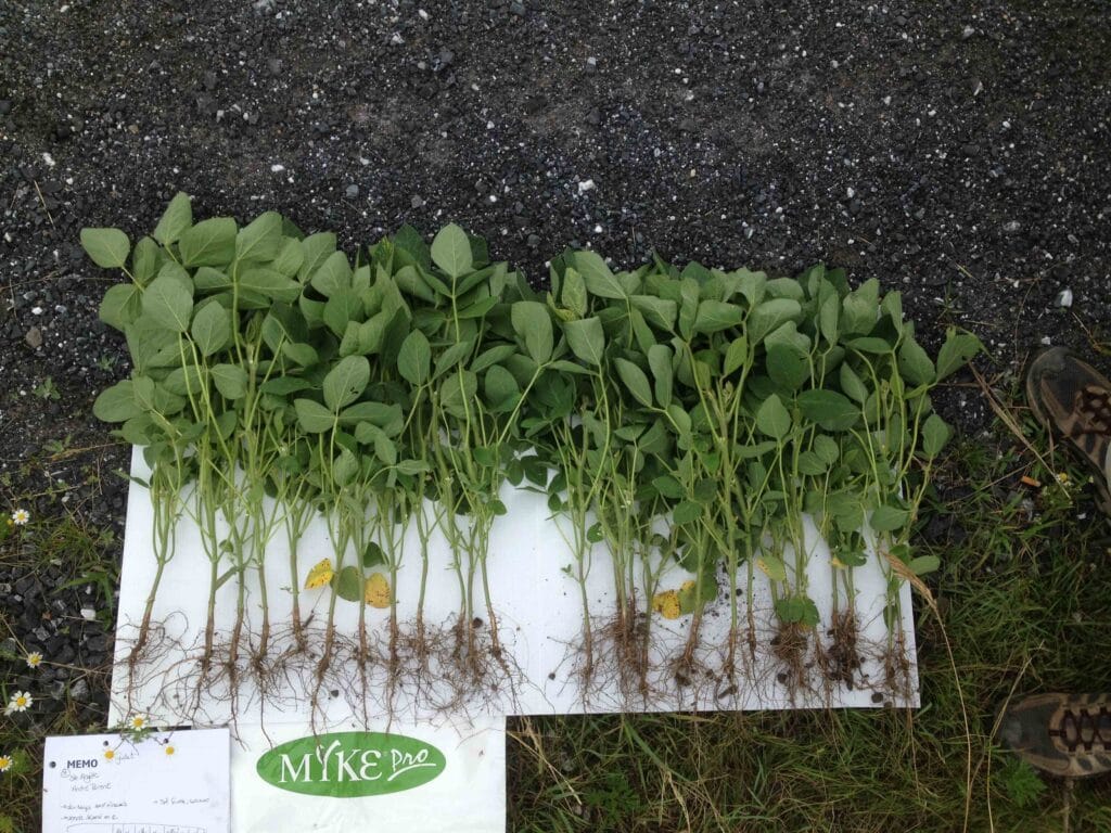 Mycorhizes dans le soya - Groupe ProConseil Mycorhizes dans le soya - Groupe ProConseil